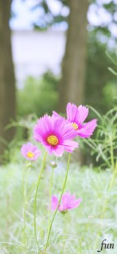 ピンクのコスモス