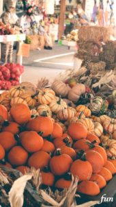 お店に並んだかぼちゃ