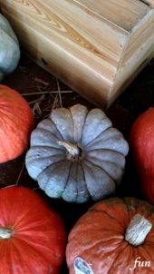 並べたカボチャ