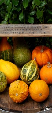 箱に入れたかぼちゃ