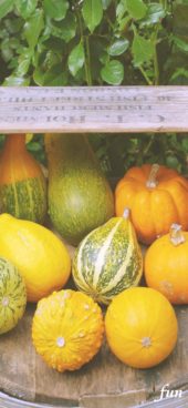 箱に入れたかぼちゃ