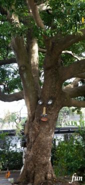 こちらを見てる木