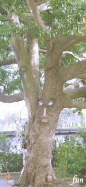 こちらを見てる木