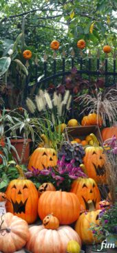 笑うカボチャがたくさん