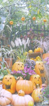 笑うカボチャがたくさん