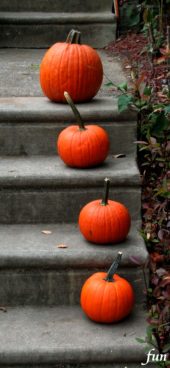 階段のかぼちゃ