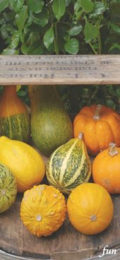 箱に入ったかぼちゃ