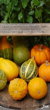 箱に入ったかぼちゃ