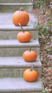 階段に並べたかぼちゃ