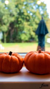 窓際のかぼちゃ