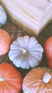 並んだかぼちゃ