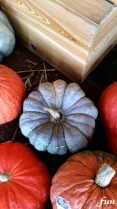 並んだかぼちゃ