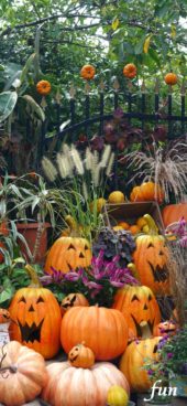 ハロウィンカボチャがいっぱい