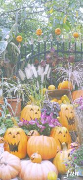 ハロウィンカボチャがいっぱい