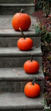 階段のかぼちゃ