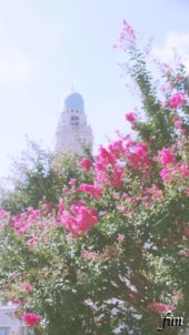 サルスベリと街