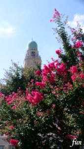 サルスベリと街