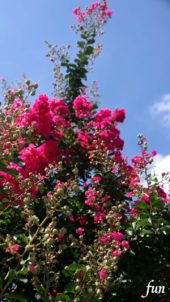 サルスベリ（百日紅）