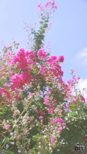 サルスベリ（百日紅）