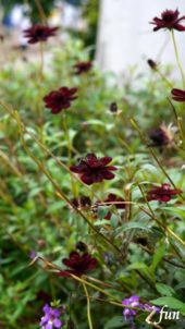 ワインカラーの花