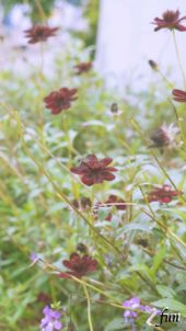 ワインカラーの花