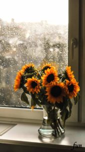 窓辺のひまわり
