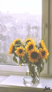 窓辺のひまわり