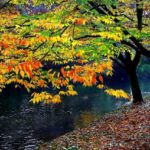 iPadPro13インチのロック画面等おしゃれな秋の無料壁紙配信中