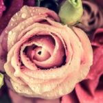 【おすすめ】iPhoneのピンクの花の無料壁紙が取り放題