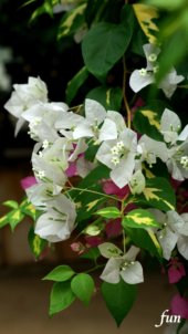 白いブーゲンビリア