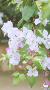 白いブーゲンビリア