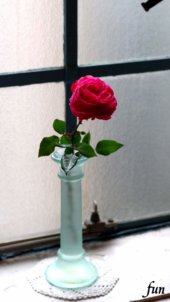 窓際の赤いバラ
