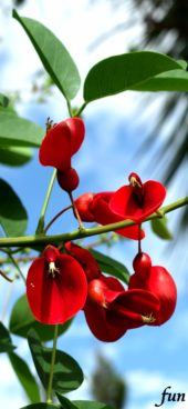 アメリカデイゴ