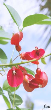 アメリカデイゴ