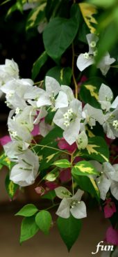 白いブーゲンビリア