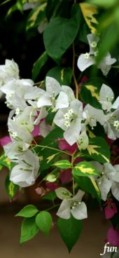 白いブーゲンビリア