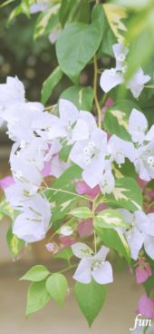 白いブーゲンビリア