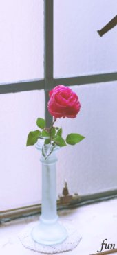 窓際の赤いバラ