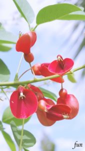 アメリカデイゴ