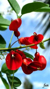 アメリカデイゴ