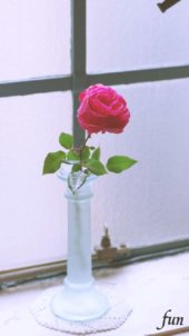 窓際の赤いバラ