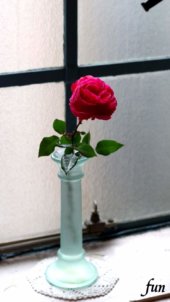 窓際の赤いバラ