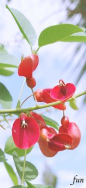 アメリカデイゴ