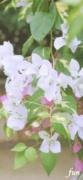 白いブーゲンビリア