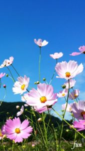 青空とコスモス