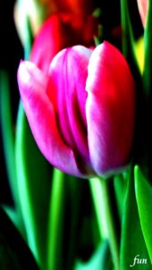 ピンクのチューリップ