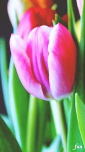 ピンクのチューリップ