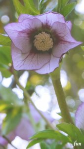 クリスマスローズ