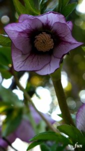 クリスマスローズ