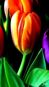 オレンジのチューリップ